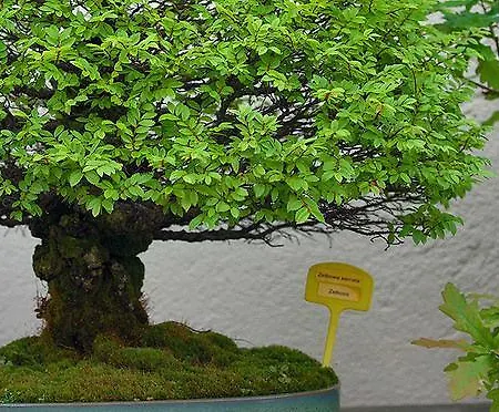 Casa Do Merlo Kır Evi